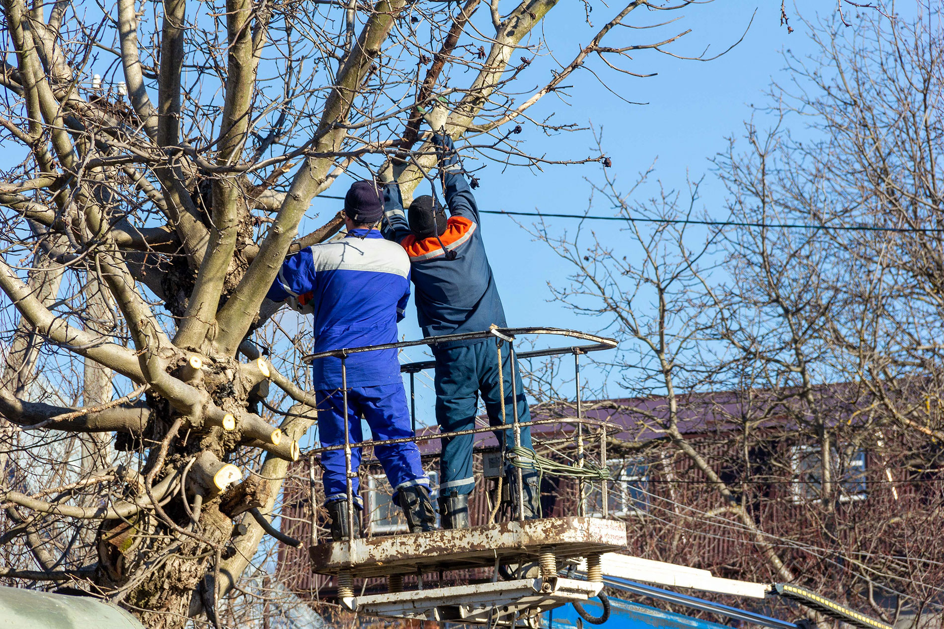 Tree Trimming Electrocution Risks