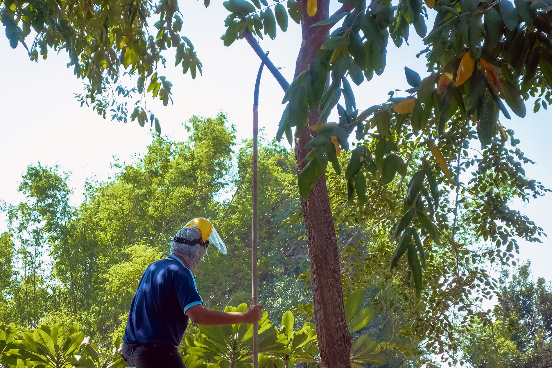 Tree Trimming Industry – Heat Exposure Risks