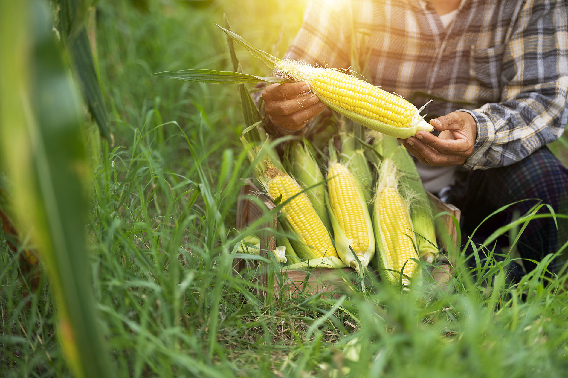 Agricultural Industry – Repetitive Motion Injuries for the Corn Farming