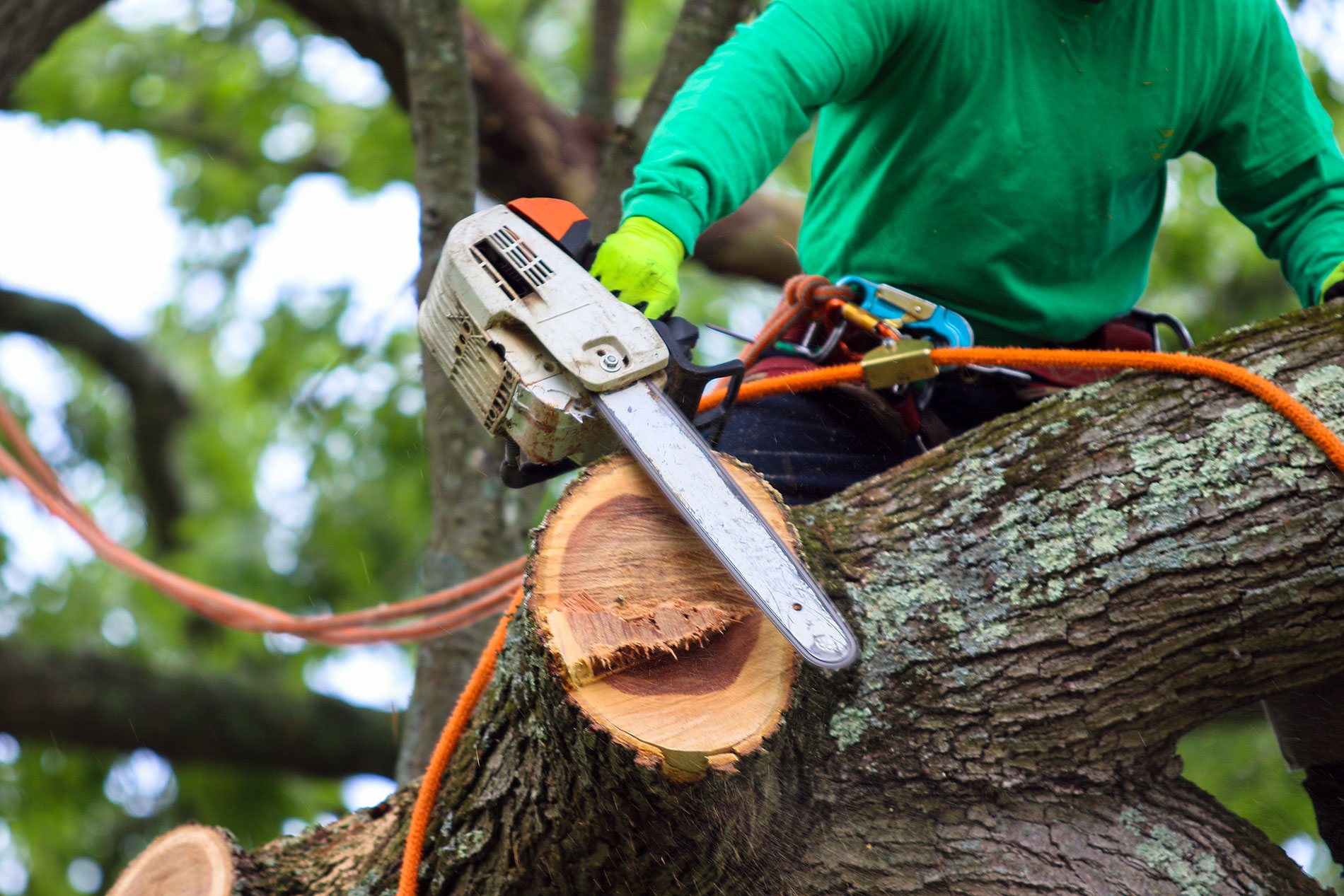 Tree Trimming Industry – Falling Object Risks in Tree Excavation