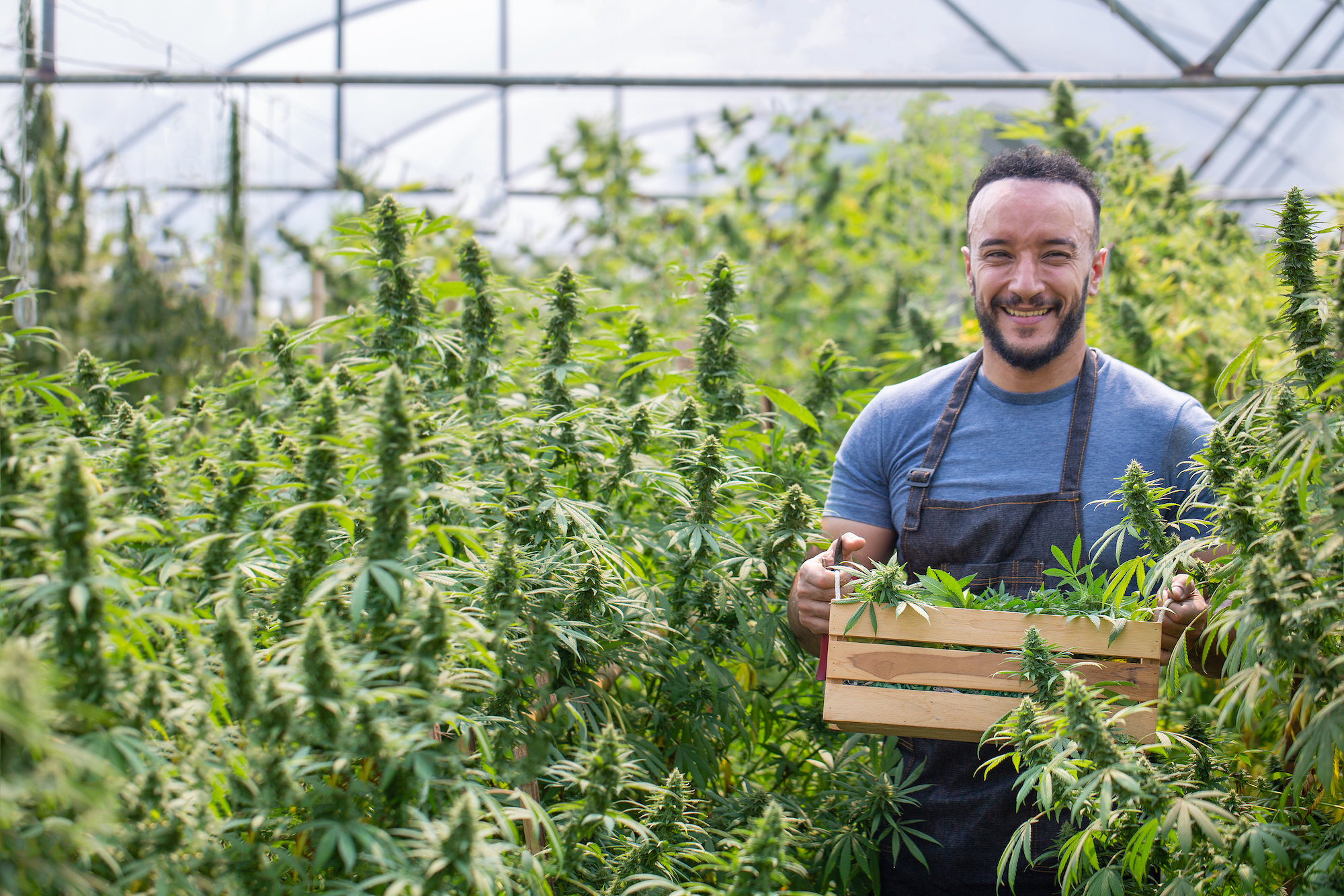 The Benefits of a PEO for Your Cannabis Industry Clients