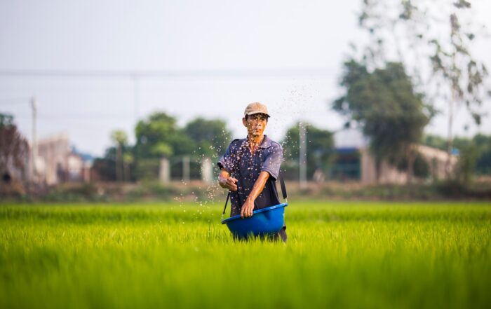 Agriculture Industry – Common Injury Risks in Rice Farming