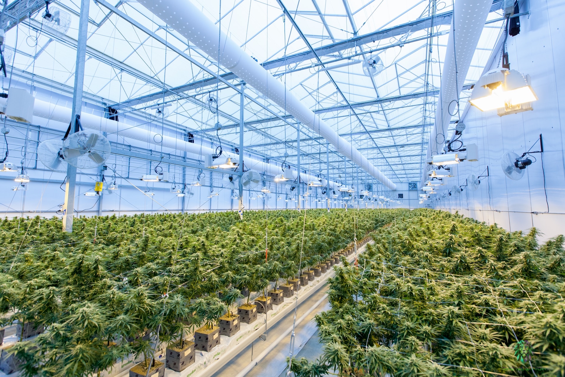 Why Your Cannabis Industry Clients Need Workers’ Compensation Coverage