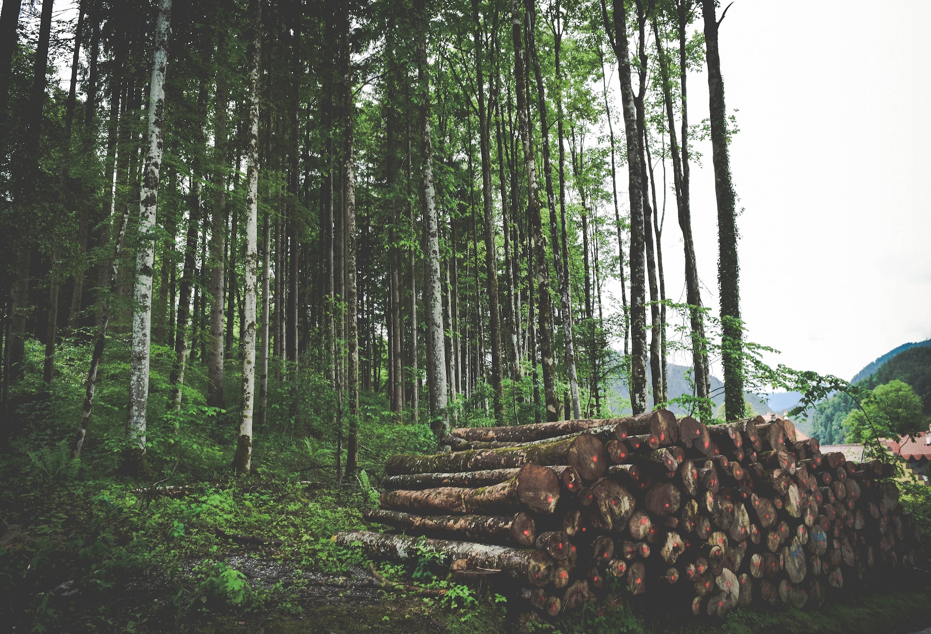 The Benefits of a PEO Partnership for Your Logging Industry Clients