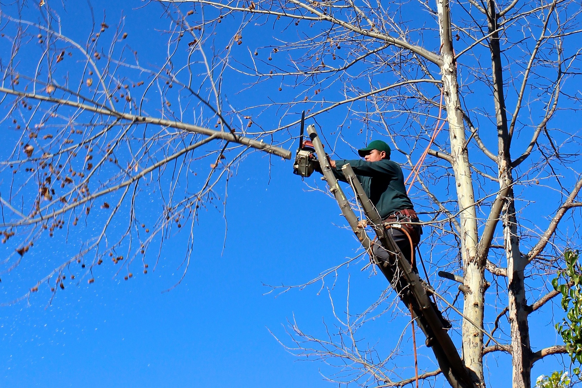 PEO and Workers' Compensation Options for Tree Trimming Clients with Equipment Injury Risks