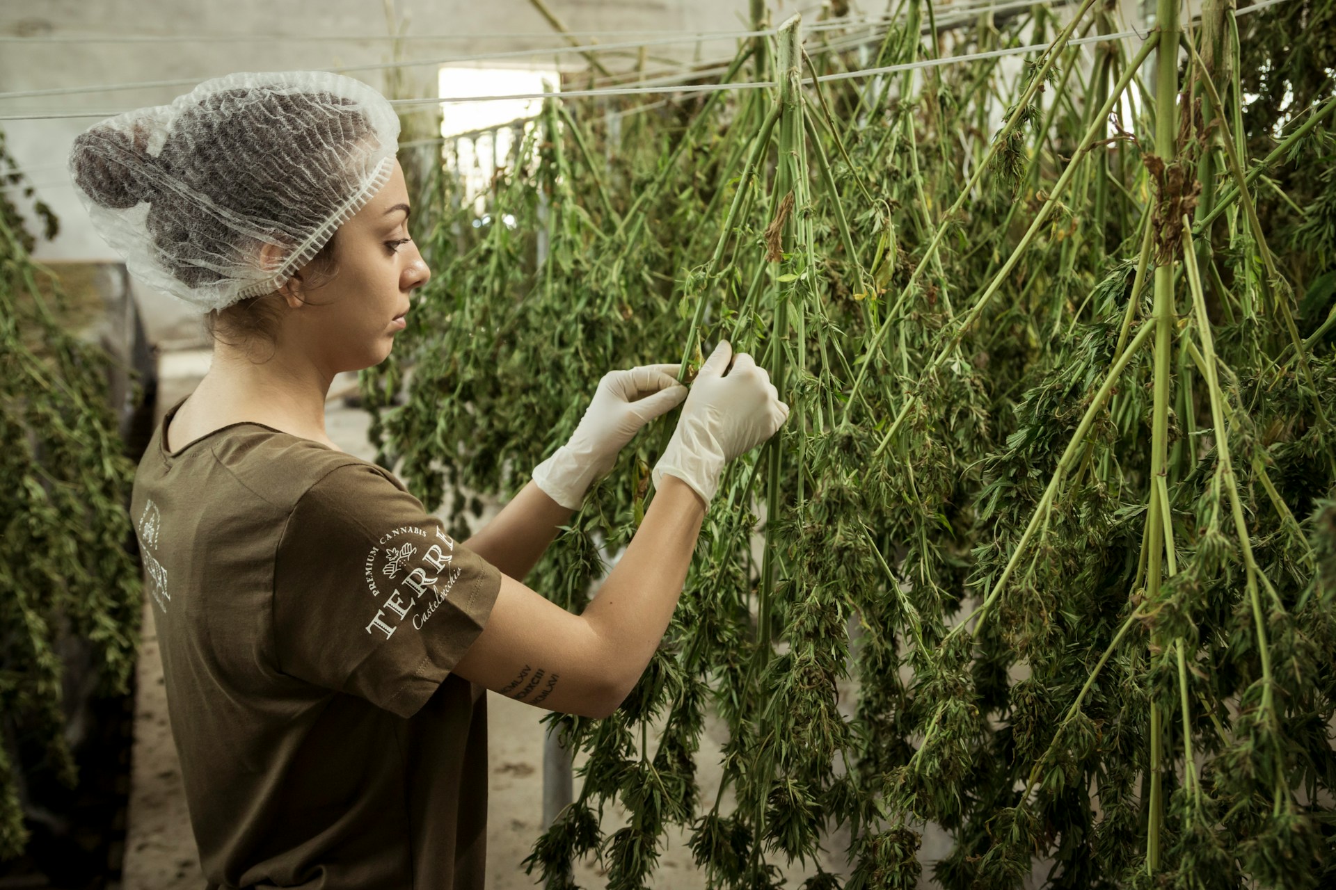 How to Help Your Cannabis Industry Clients Overcome Slip-and-Fall Risks